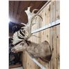 Image 6 : Double Shovel Caribou Shoulder Mount Taxidermy