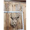 Image 7 : Double Shovel Caribou Shoulder Mount Taxidermy