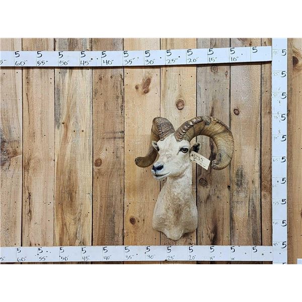 Desert Bighorn Sheep Shoulder Mount Taxidermy
