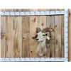 Image 1 : Desert Bighorn Sheep Shoulder Mount Taxidermy