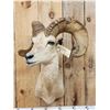 Image 2 : Desert Bighorn Sheep Shoulder Mount Taxidermy