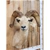 Image 3 : Desert Bighorn Sheep Shoulder Mount Taxidermy
