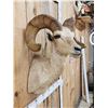 Image 4 : Desert Bighorn Sheep Shoulder Mount Taxidermy