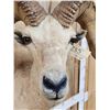 Image 5 : Desert Bighorn Sheep Shoulder Mount Taxidermy