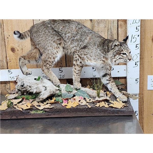 Nice Bobcat Full Body Taxidermy Mount
