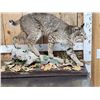 Image 1 : Nice Bobcat Full Body Taxidermy Mount