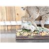 Image 2 : Nice Bobcat Full Body Taxidermy Mount
