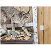 Image 3 : Nice Bobcat Full Body Taxidermy Mount