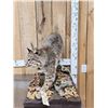 Image 4 : Nice Bobcat Full Body Taxidermy Mount