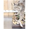 Image 5 : Nice Bobcat Full Body Taxidermy Mount