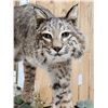 Image 6 : Nice Bobcat Full Body Taxidermy Mount