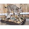 Image 7 : Nice Bobcat Full Body Taxidermy Mount