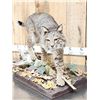 Image 8 : Nice Bobcat Full Body Taxidermy Mount