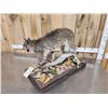 Image 9 : Nice Bobcat Full Body Taxidermy Mount