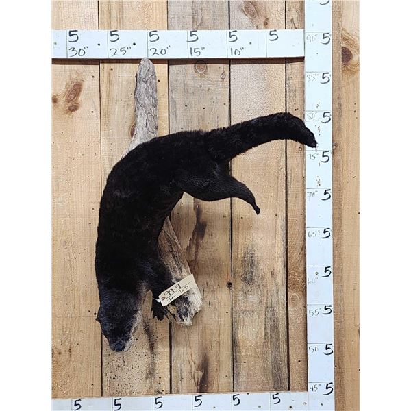 Swimming Otter Full Body Taxidermy Mount