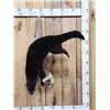 Image 1 : Swimming Otter Full Body Taxidermy Mount
