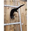Image 2 : Swimming Otter Full Body Taxidermy Mount