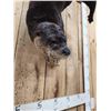 Image 3 : Swimming Otter Full Body Taxidermy Mount