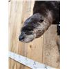 Image 4 : Swimming Otter Full Body Taxidermy Mount