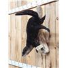 Image 5 : Swimming Otter Full Body Taxidermy Mount