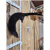 Image 6 : Swimming Otter Full Body Taxidermy Mount