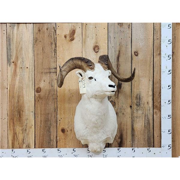 Alaskan Dall Sheep Shoulder Mount Taxidermy