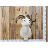 Image 1 : Alaskan Dall Sheep Shoulder Mount Taxidermy