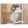 Image 2 : Alaskan Dall Sheep Shoulder Mount Taxidermy