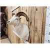 Image 3 : Alaskan Dall Sheep Shoulder Mount Taxidermy