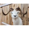 Image 4 : Alaskan Dall Sheep Shoulder Mount Taxidermy