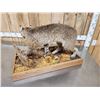 Image 10 : Nice Bobcat Full Body Taxidermy Mount