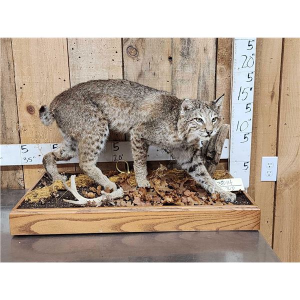 Nice Bobcat Full Body Taxidermy Mount