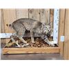 Image 1 : Nice Bobcat Full Body Taxidermy Mount