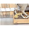 Image 2 : Nice Bobcat Full Body Taxidermy Mount