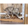 Image 3 : Nice Bobcat Full Body Taxidermy Mount