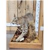 Image 4 : Nice Bobcat Full Body Taxidermy Mount