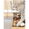 Image 5 : Nice Bobcat Full Body Taxidermy Mount