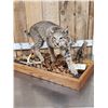 Image 6 : Nice Bobcat Full Body Taxidermy Mount