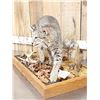 Image 7 : Nice Bobcat Full Body Taxidermy Mount