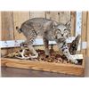 Image 8 : Nice Bobcat Full Body Taxidermy Mount
