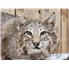 Image 9 : Nice Bobcat Full Body Taxidermy Mount