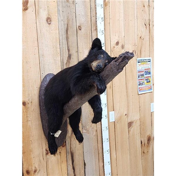 Black Bear Cub On A Limb Full Body Taxidermy Mount