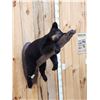 Image 1 : Black Bear Cub On A Limb Full Body Taxidermy Mount