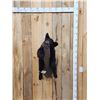 Image 2 : Black Bear Cub On A Limb Full Body Taxidermy Mount