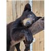 Image 3 : Black Bear Cub On A Limb Full Body Taxidermy Mount