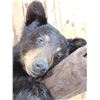 Image 4 : Black Bear Cub On A Limb Full Body Taxidermy Mount