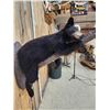 Image 5 : Black Bear Cub On A Limb Full Body Taxidermy Mount