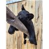 Image 6 : Black Bear Cub On A Limb Full Body Taxidermy Mount