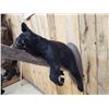 Image 7 : Black Bear Cub On A Limb Full Body Taxidermy Mount