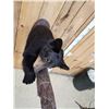 Image 8 : Black Bear Cub On A Limb Full Body Taxidermy Mount
